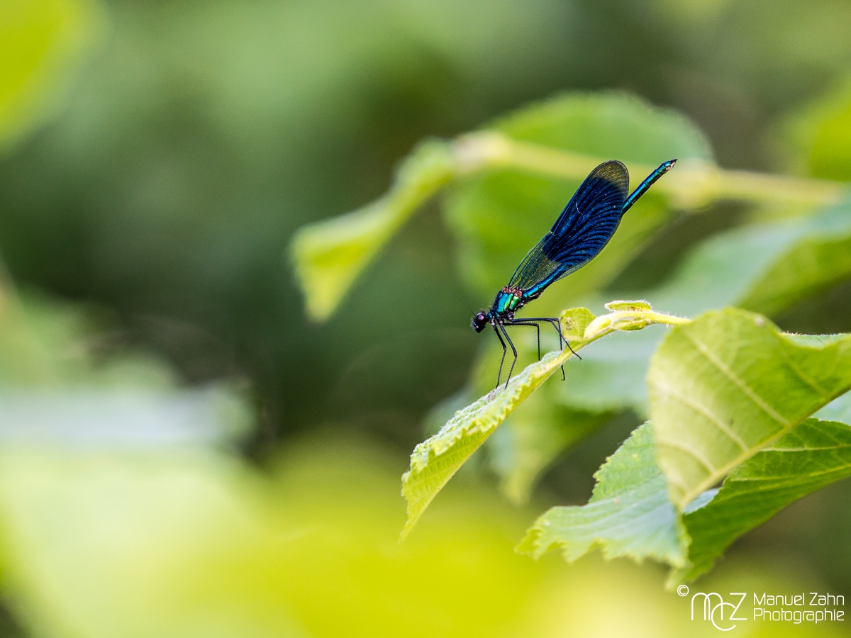 Gebänderte Prachtlibelle, männlich - Calopteryx splendens - Banded demoiselle, male