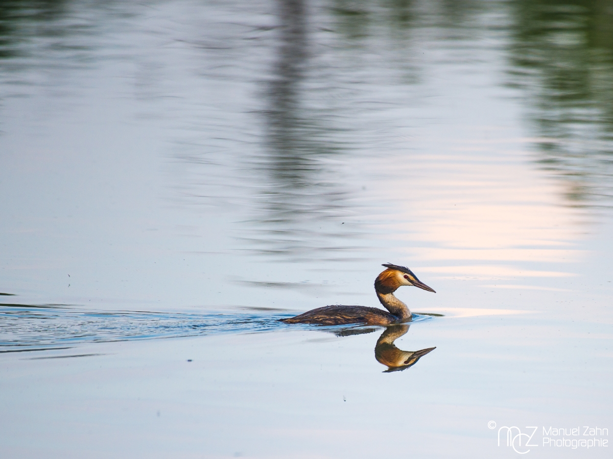 Haubentaucher - Podiceps cristatus - Great crested grebe