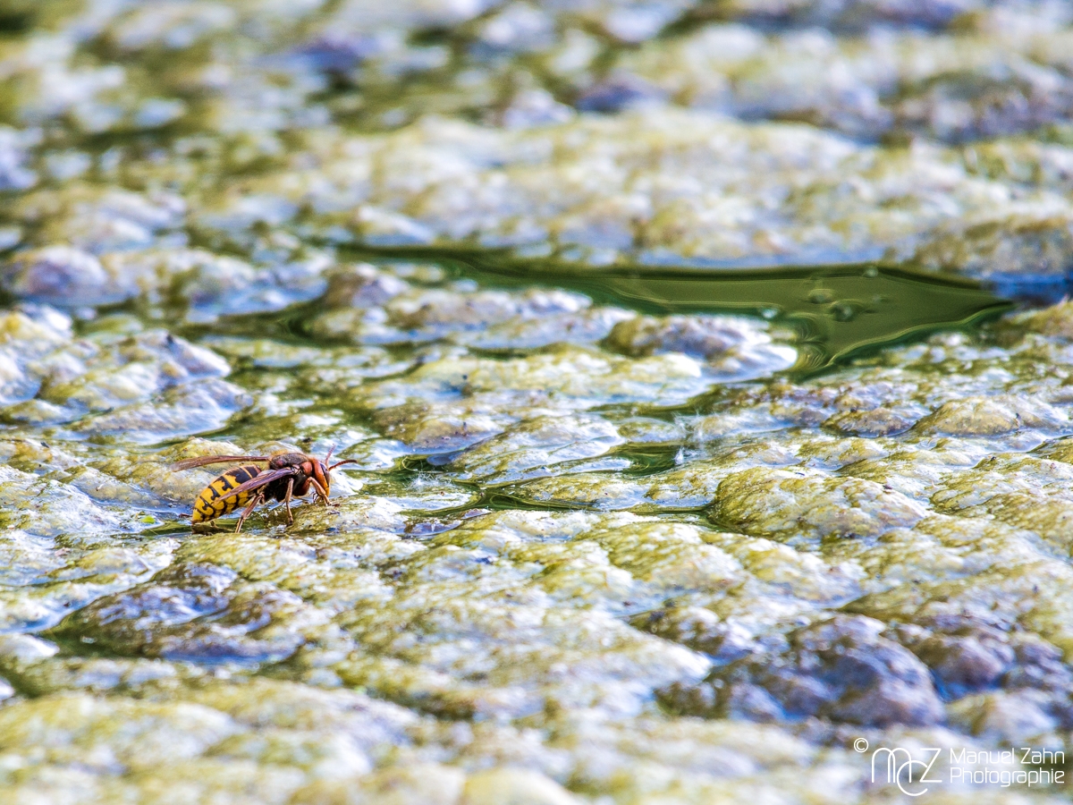 Hornisse auf Algenteppich - Vespa crabro - European hornet