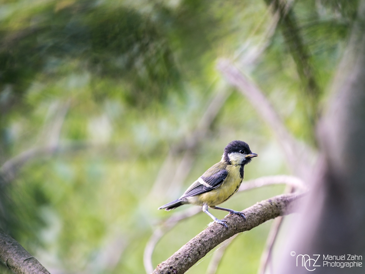 Kohlmeise, juvenil - Parus major - Great tit 