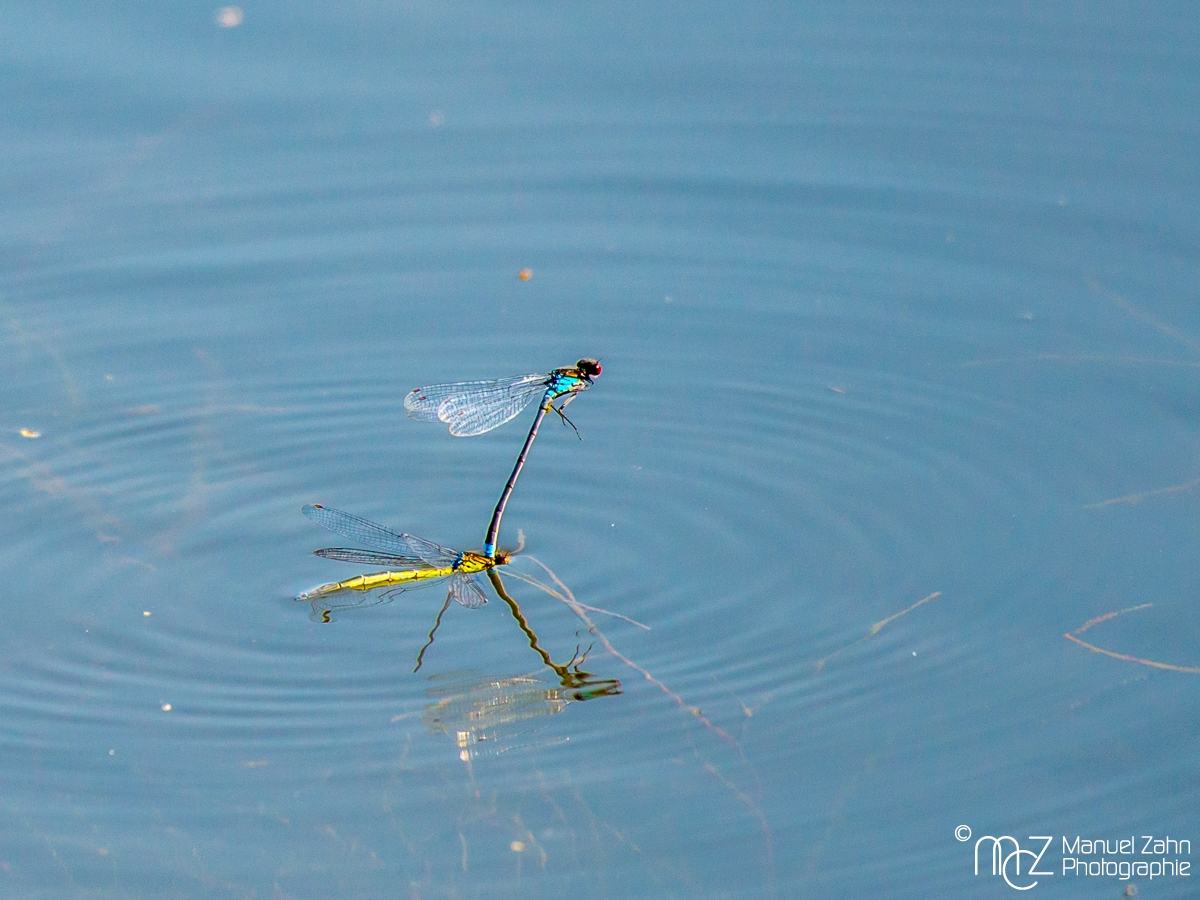 Libellen-Paar