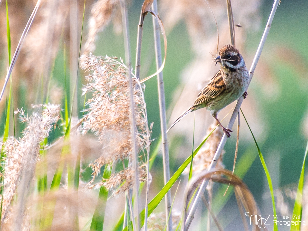 Rohrammer - Emberiza schoeniclus - Common reed bunting