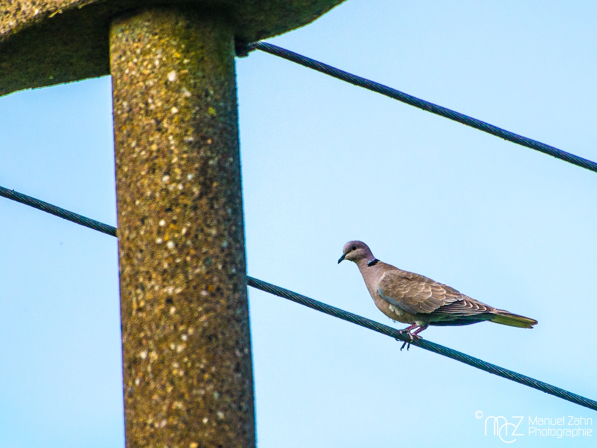 Türkentaube - Streptopelia decaocto - Eurasian collared dove