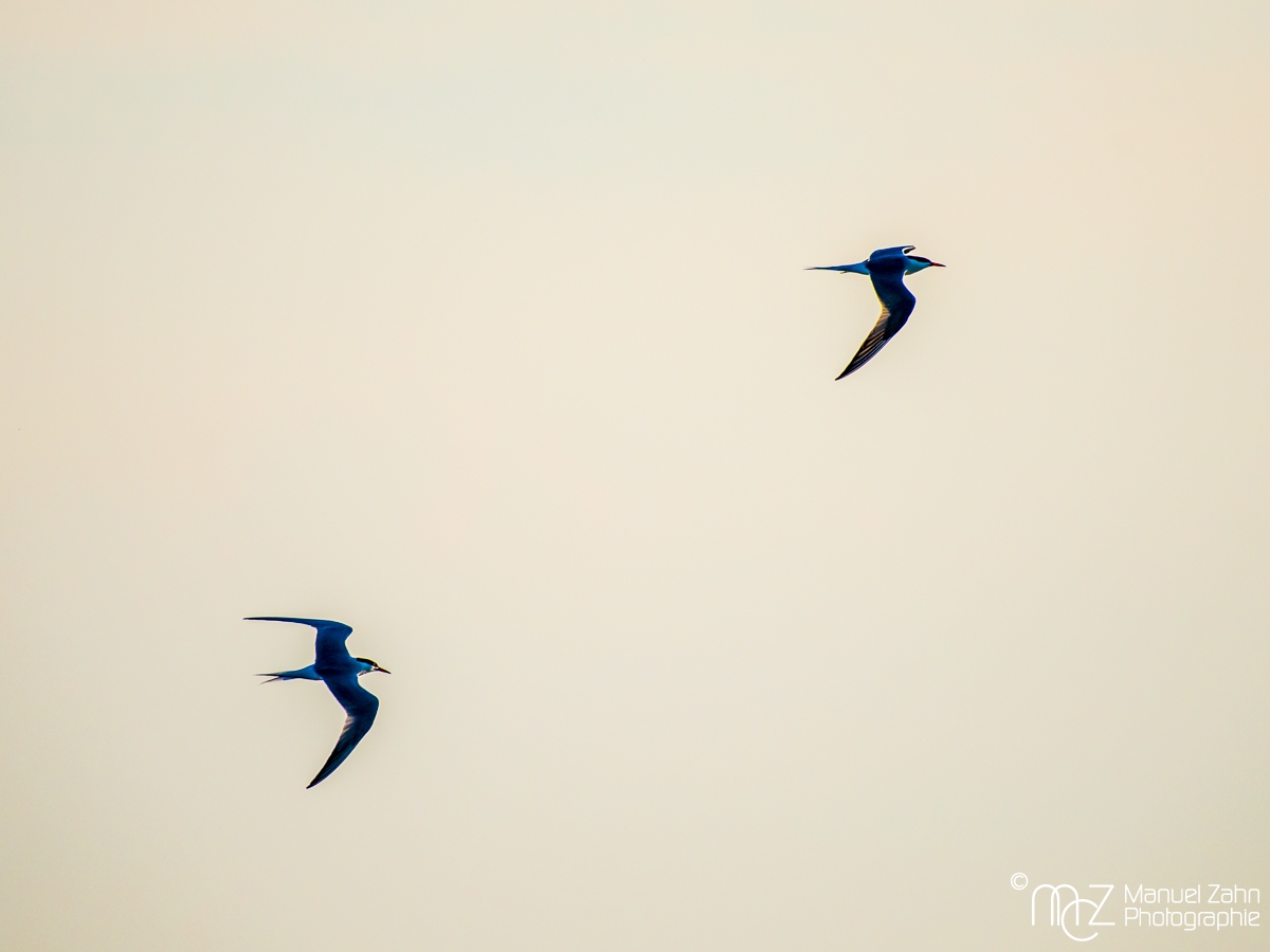 Flussseeschwalbe - Sterna hirundo - Common tern