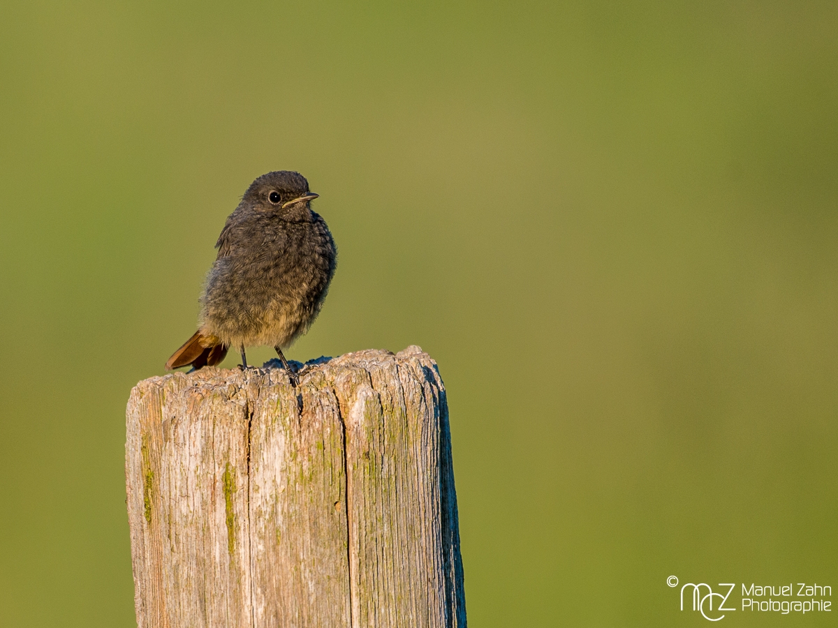 Hausrotschwanz, eben flügge - Phoenicurus ochruros - Black redstart