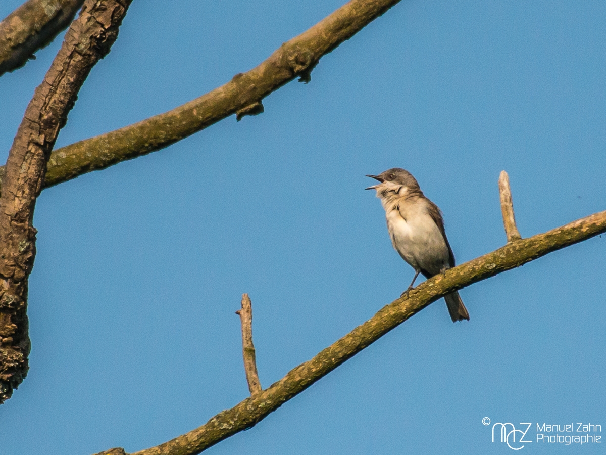 Klappergrasmücke - Sylvia curruca - Lesser whitethroat