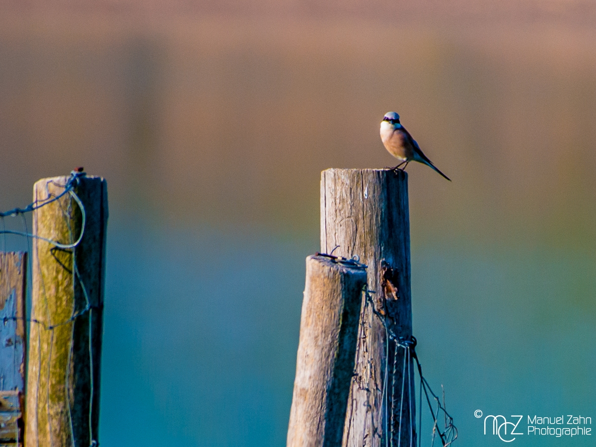 Neuntöter - Lanius collurio - Red-backed shrike