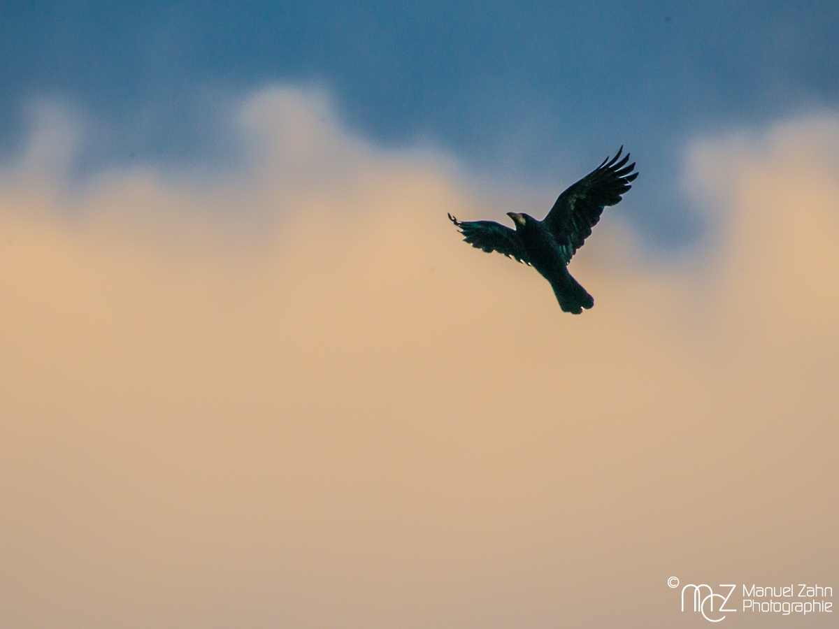 Saatkrähe - Corvus frugilegus - Rook