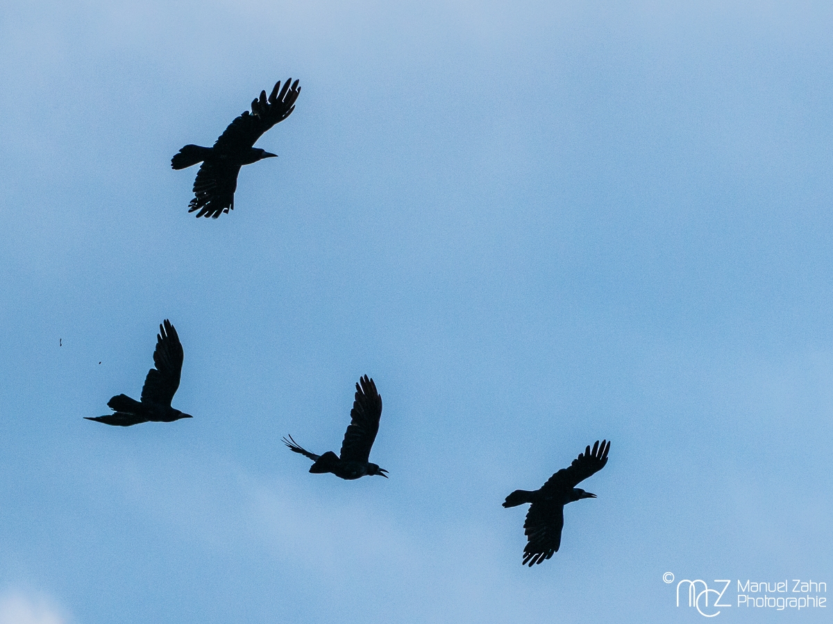 Saatkrähen - Corvus frugilegus - Rook
