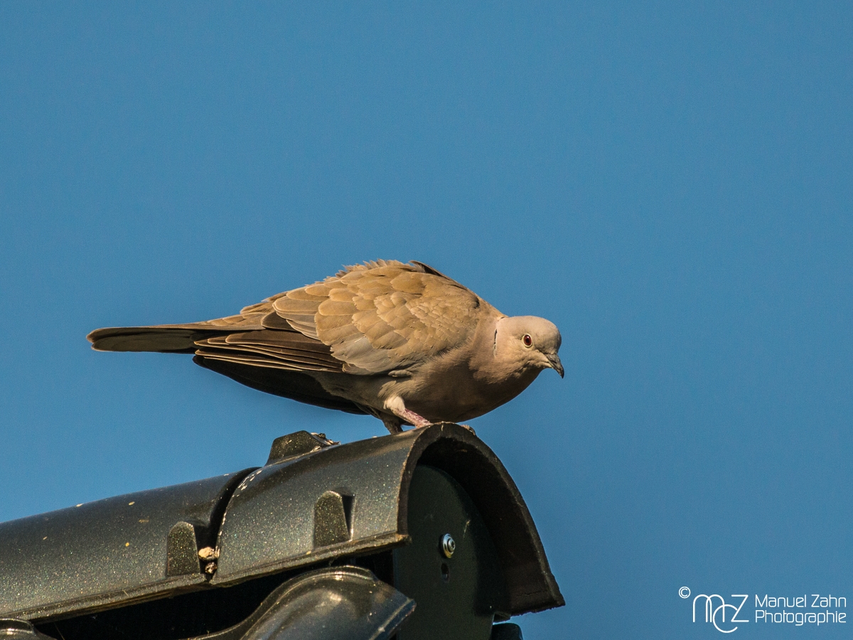 Türkentaube - Streptopelia decaocto - Eurasian collared dove 