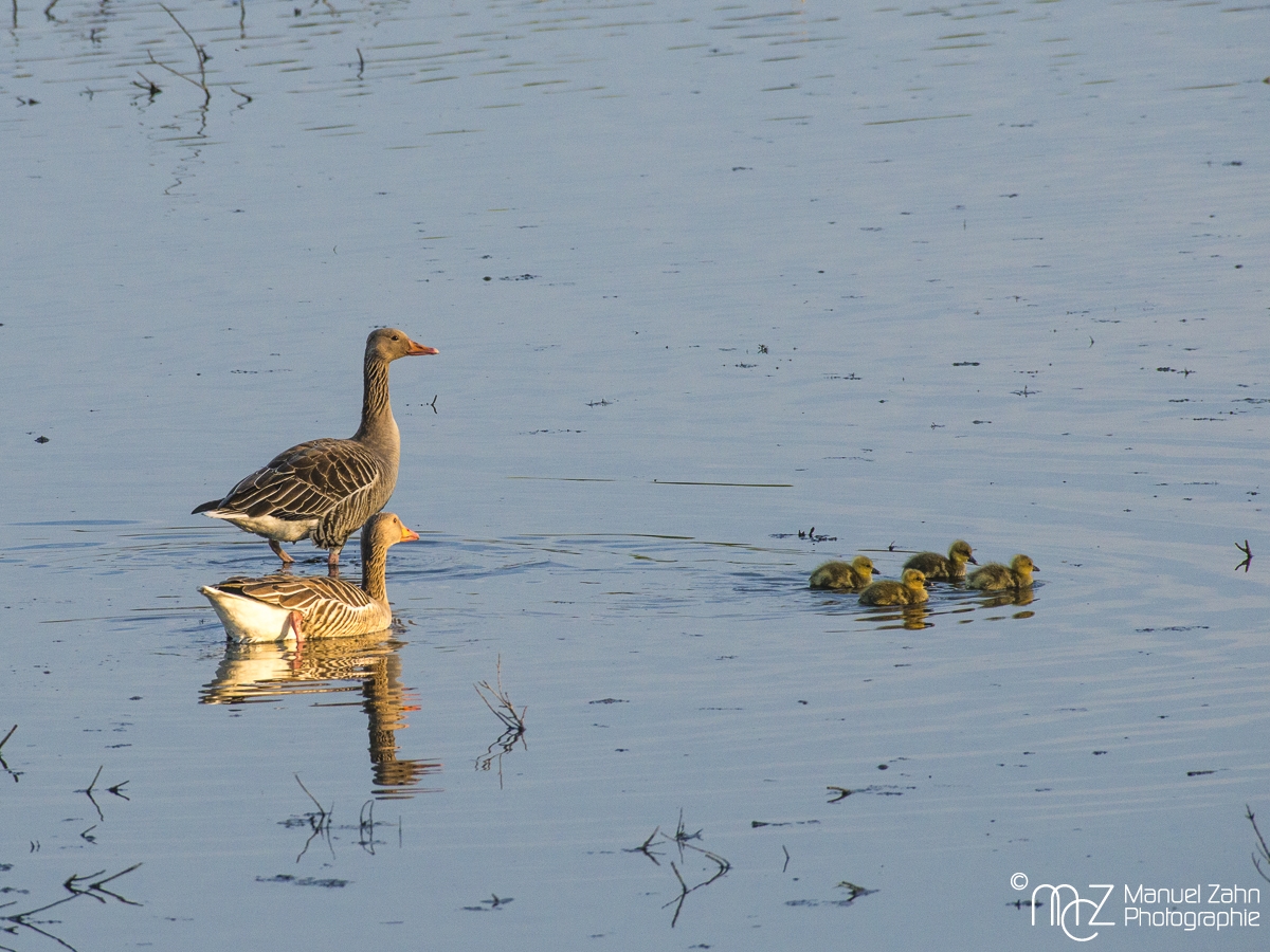 Graugans - Anser anser - Greylag goose