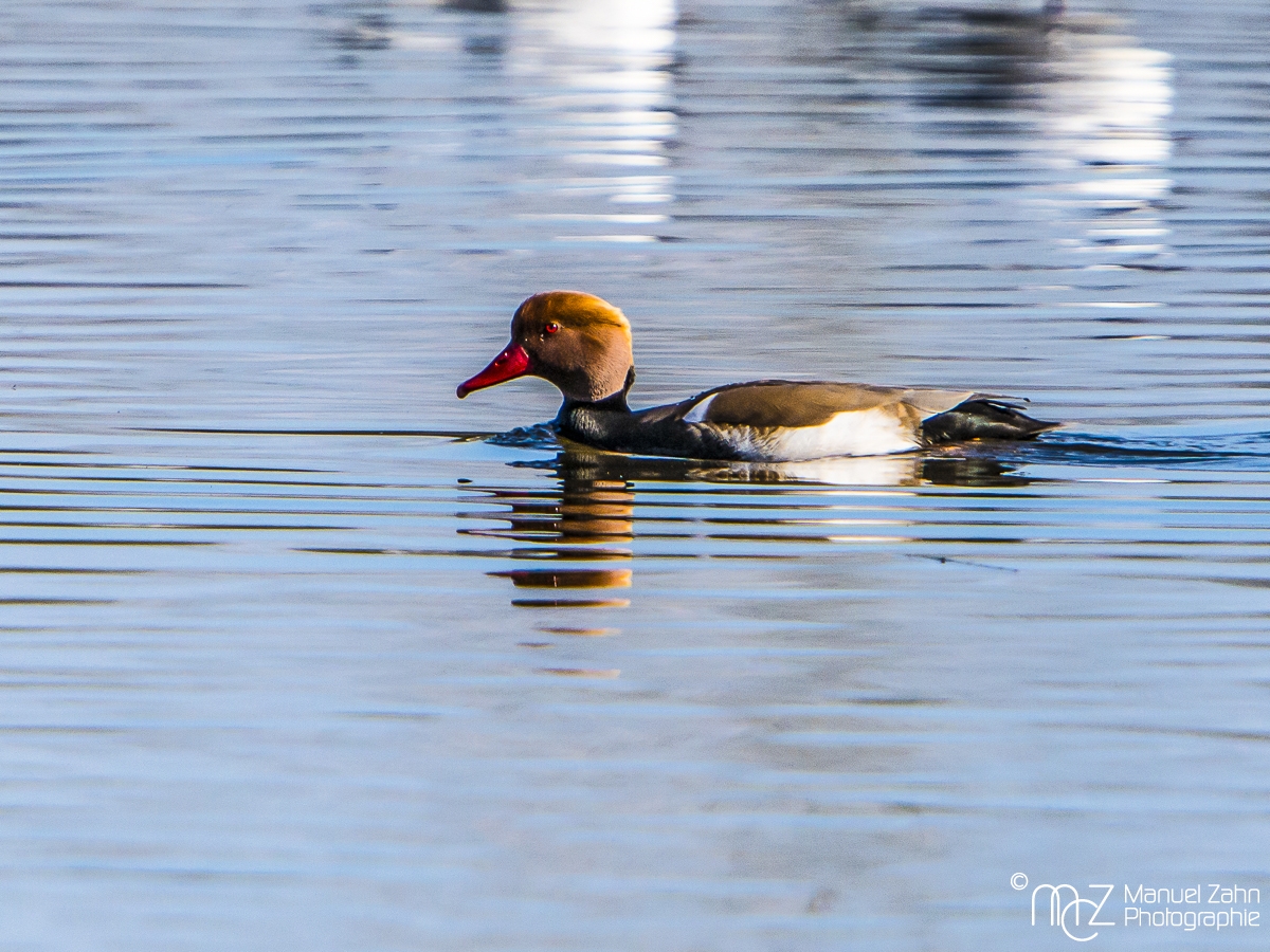 Kolbenente (männlich) - Netta rufina - Red-crested pochard (male)_