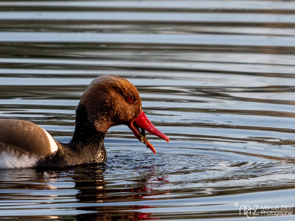 Kolbenente (männlich) - Netta rufina - Red-crested pochard (male)