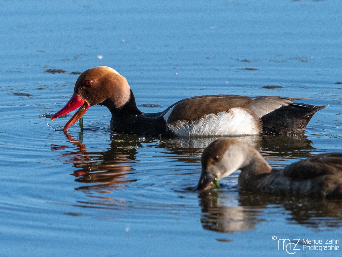 Kolbenente - Netta rufina - Red-crested pochard