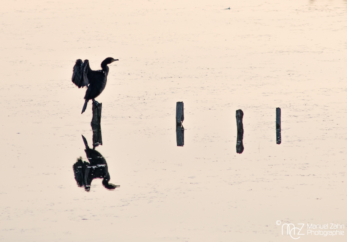 Kormoran - Phalacrocorax carbo - Great Cormorant