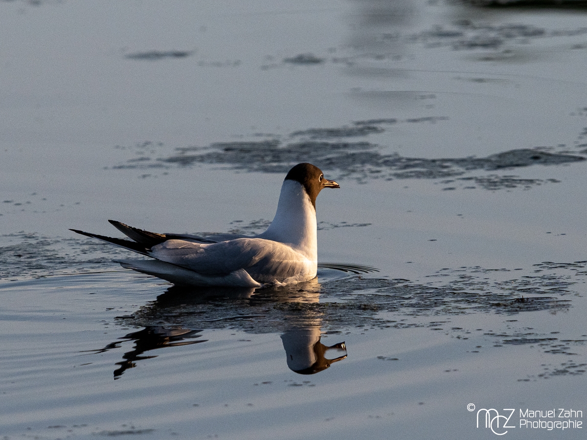 Lachmöwe - Chroicocephalus ridibundus - Black-headed gull