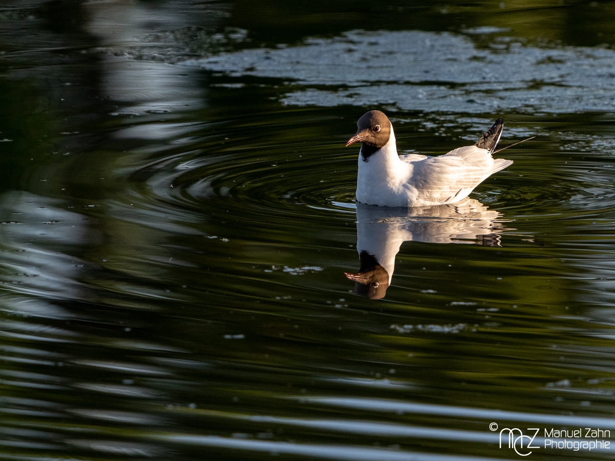 Lachmöwe - Chroicocephalus ridibundus - Black-headed gull