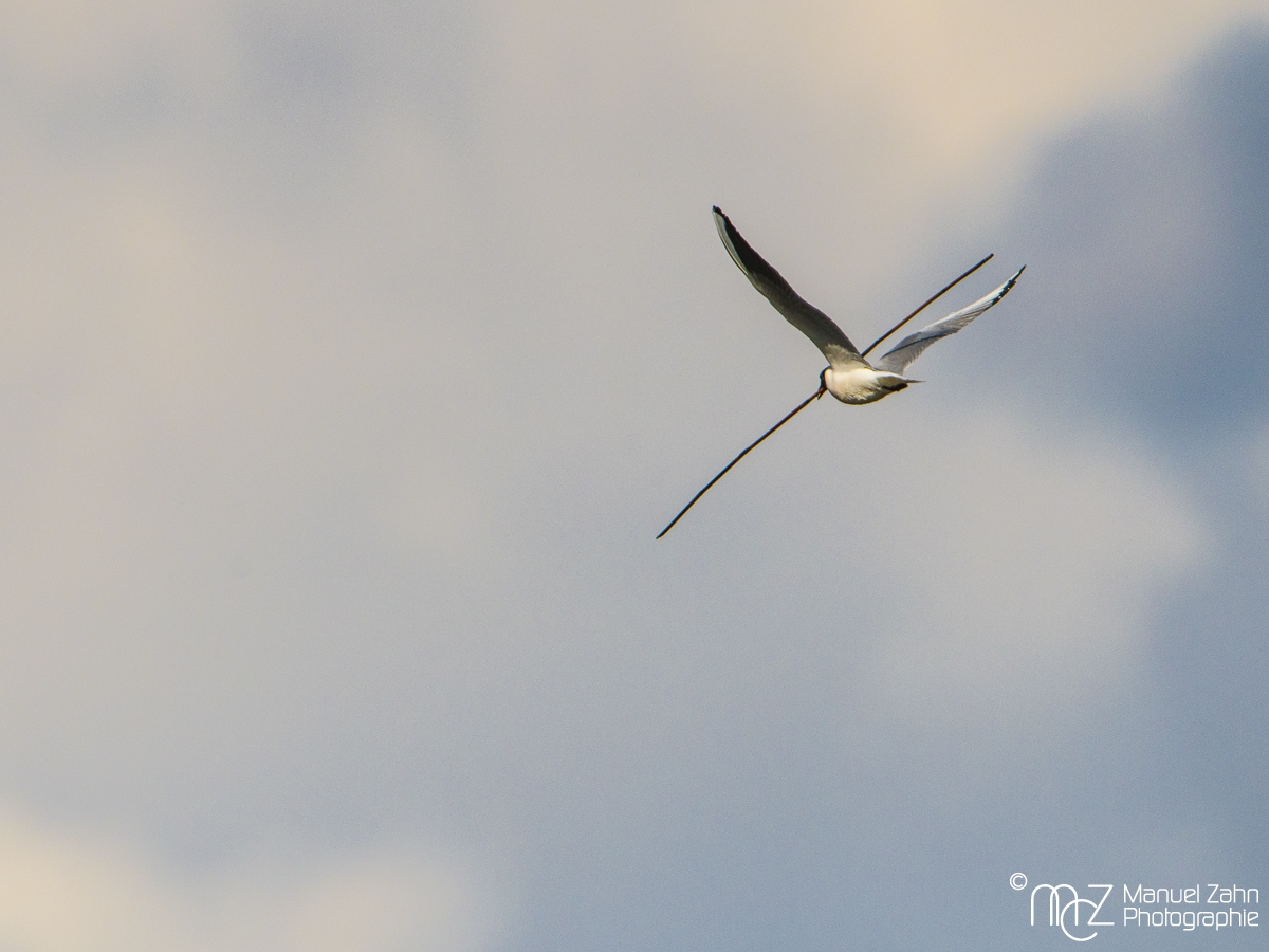 Lachmöwe - Chroicocephalus ridibundus - Black-headed gull