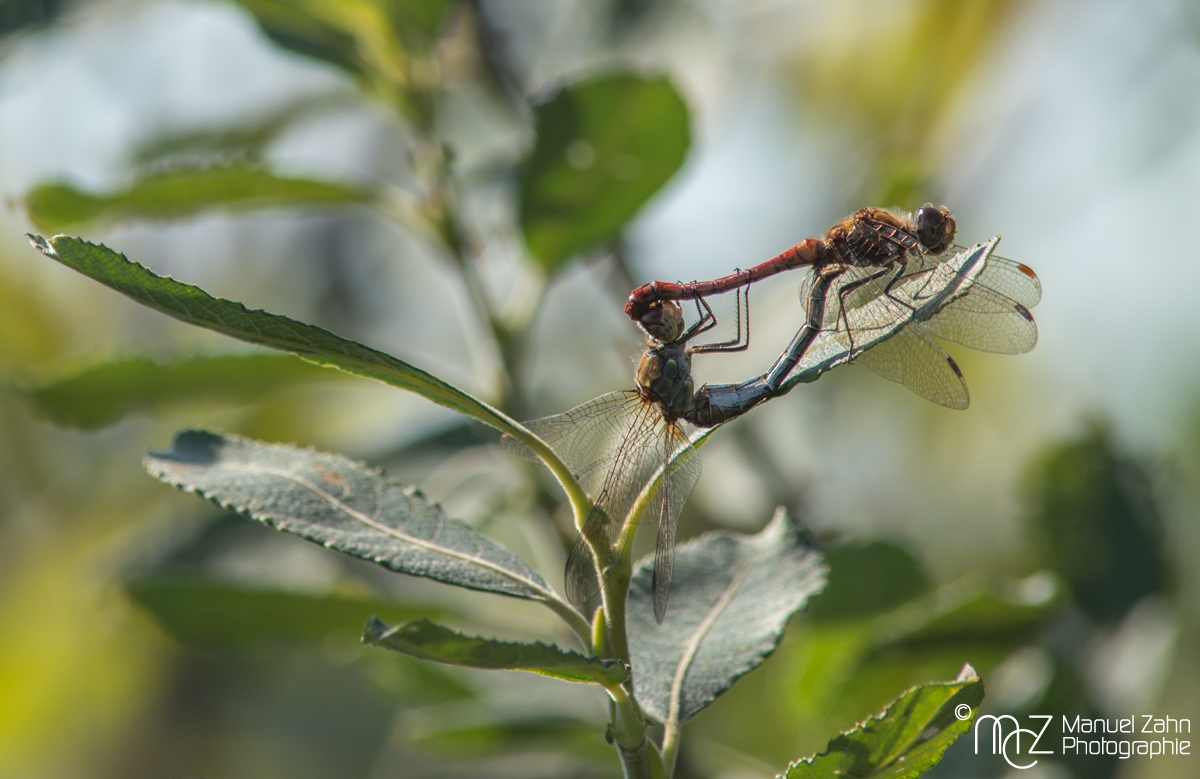 Libellen im Paarungsrad