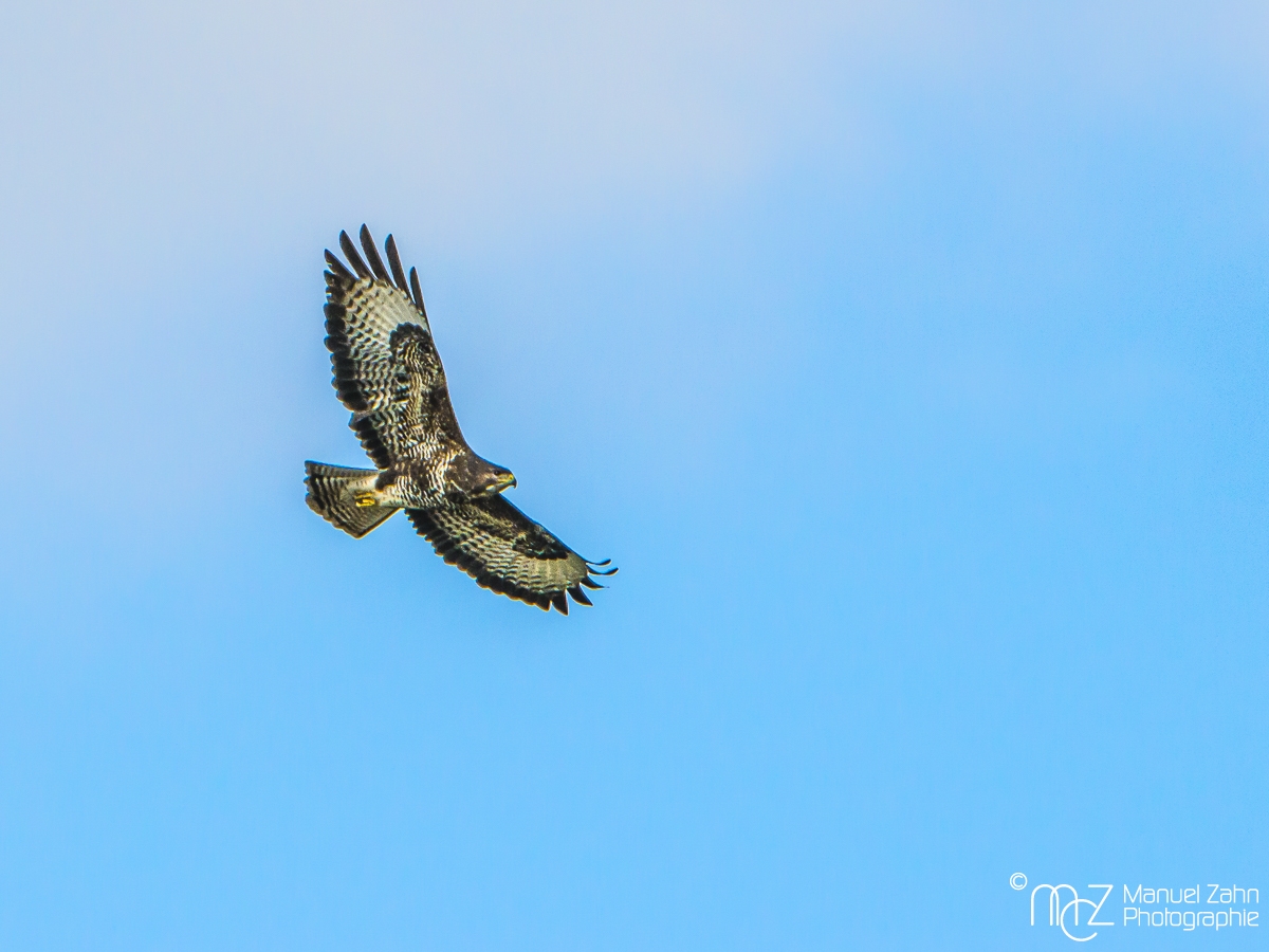 Mäusebussard - Buteo buteo - Common buzzard