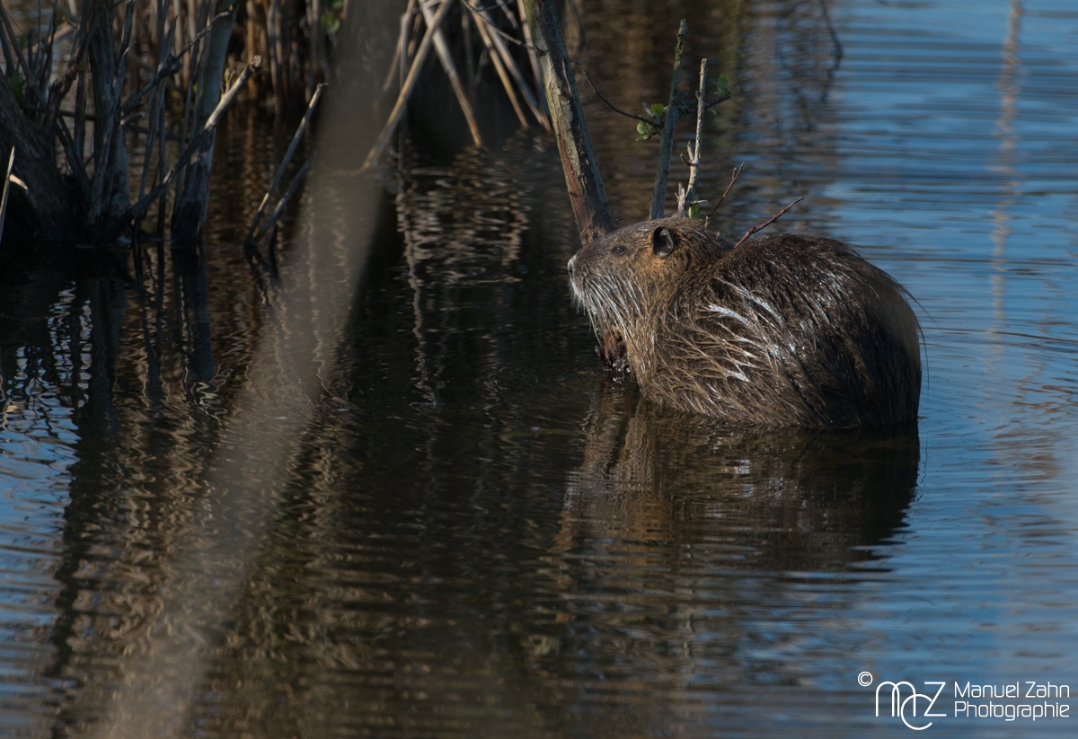 Nutria - Myocastor coypus - Coypu