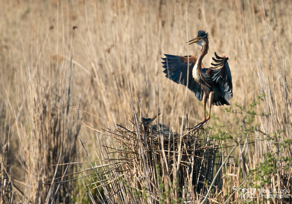 Purpurreiher - Ardea purpurea - Purple Heron