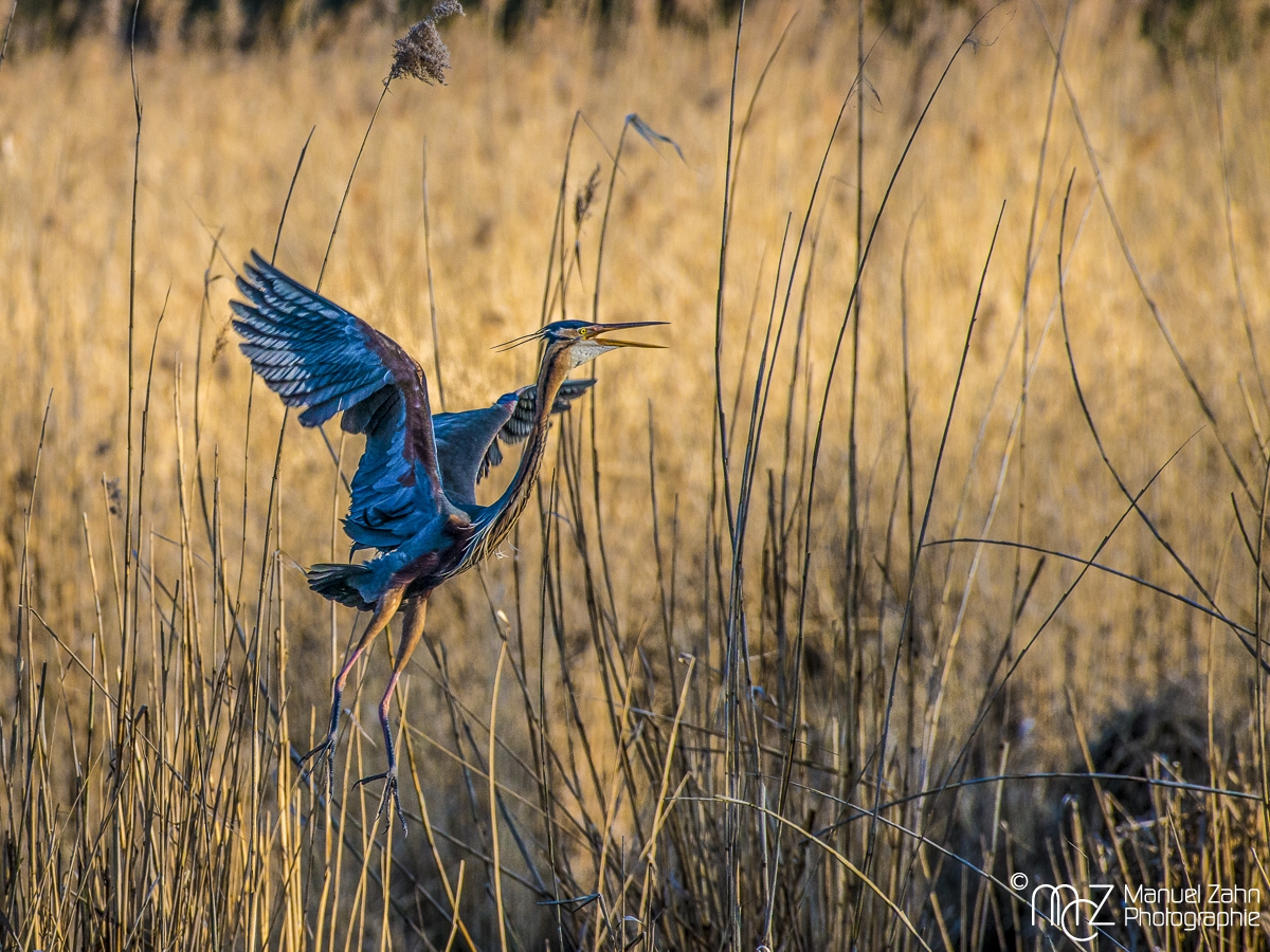 Purpurreiher - Ardea purpurea - Purple Heron
