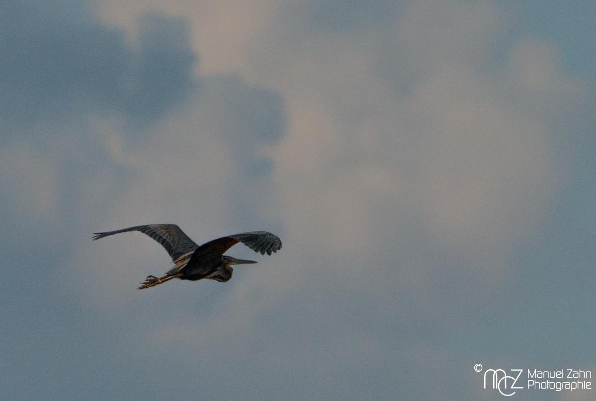 Purpurreiher im Flug - Ardea purpurea - Purple Heron