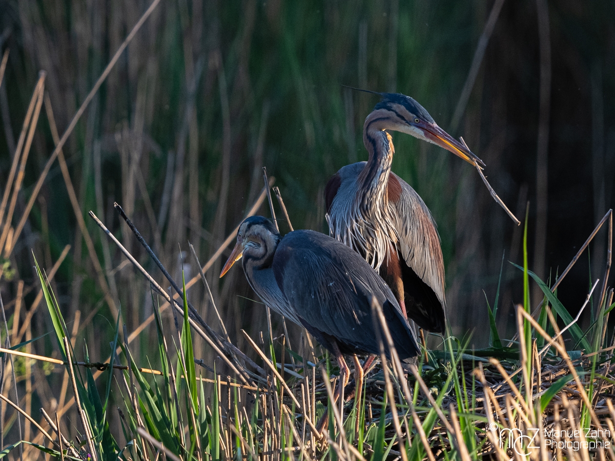 Purpurreiher - Ardea purpurea - Purple Heron