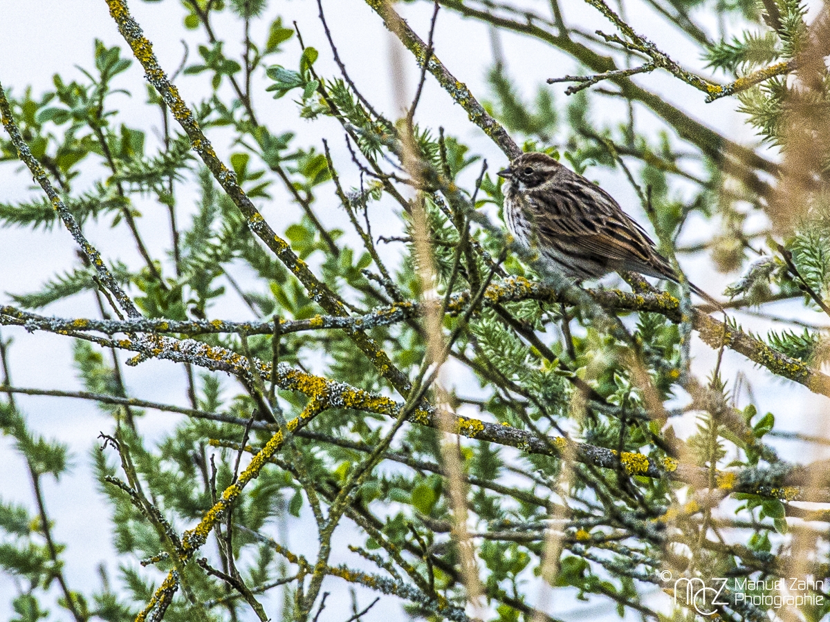 Rohrammer - Emberiza schoeniclus - Common Reed Bunting