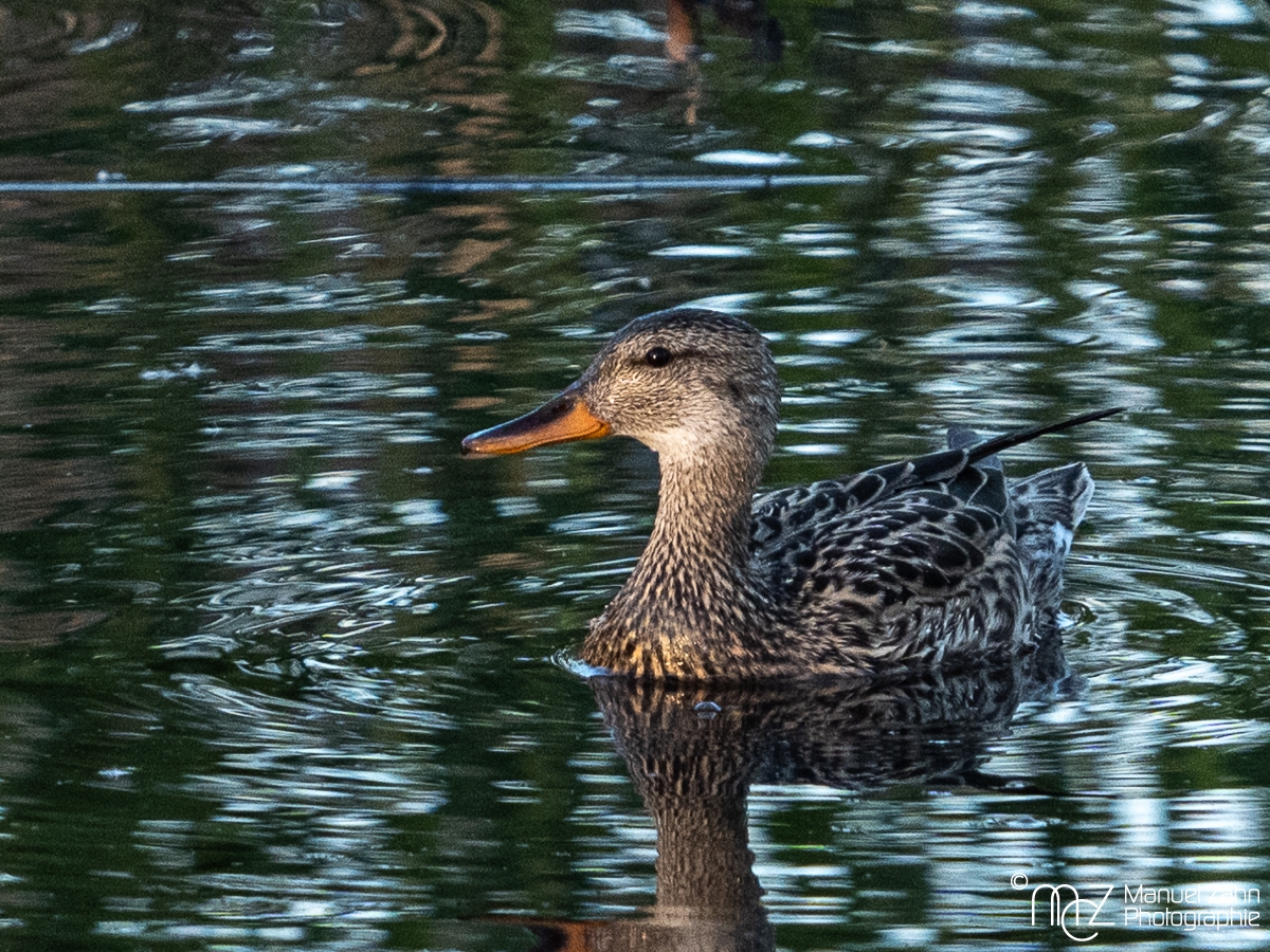 Schnatterente - Mareca strepera - Gadwall