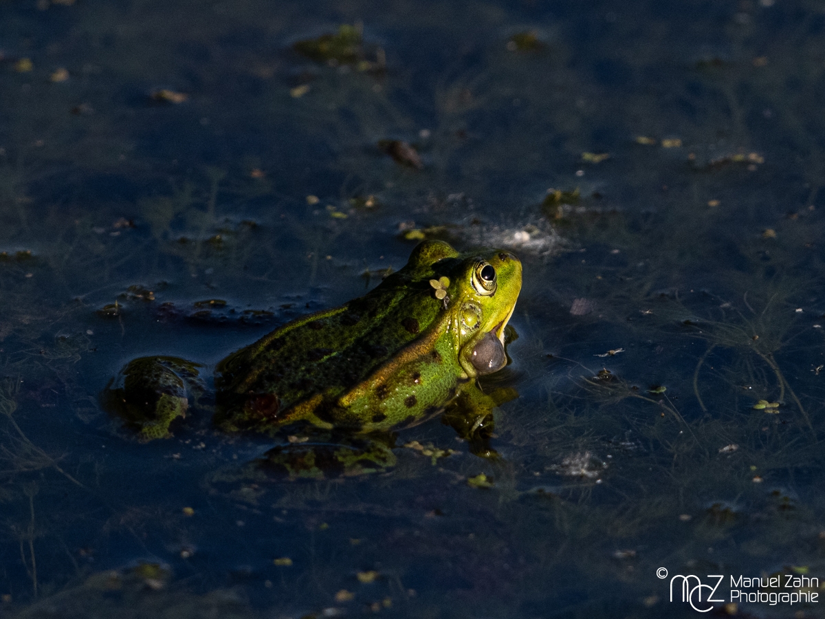 Teichfrosch - Pelophylax kl. esculentus - Edible frog