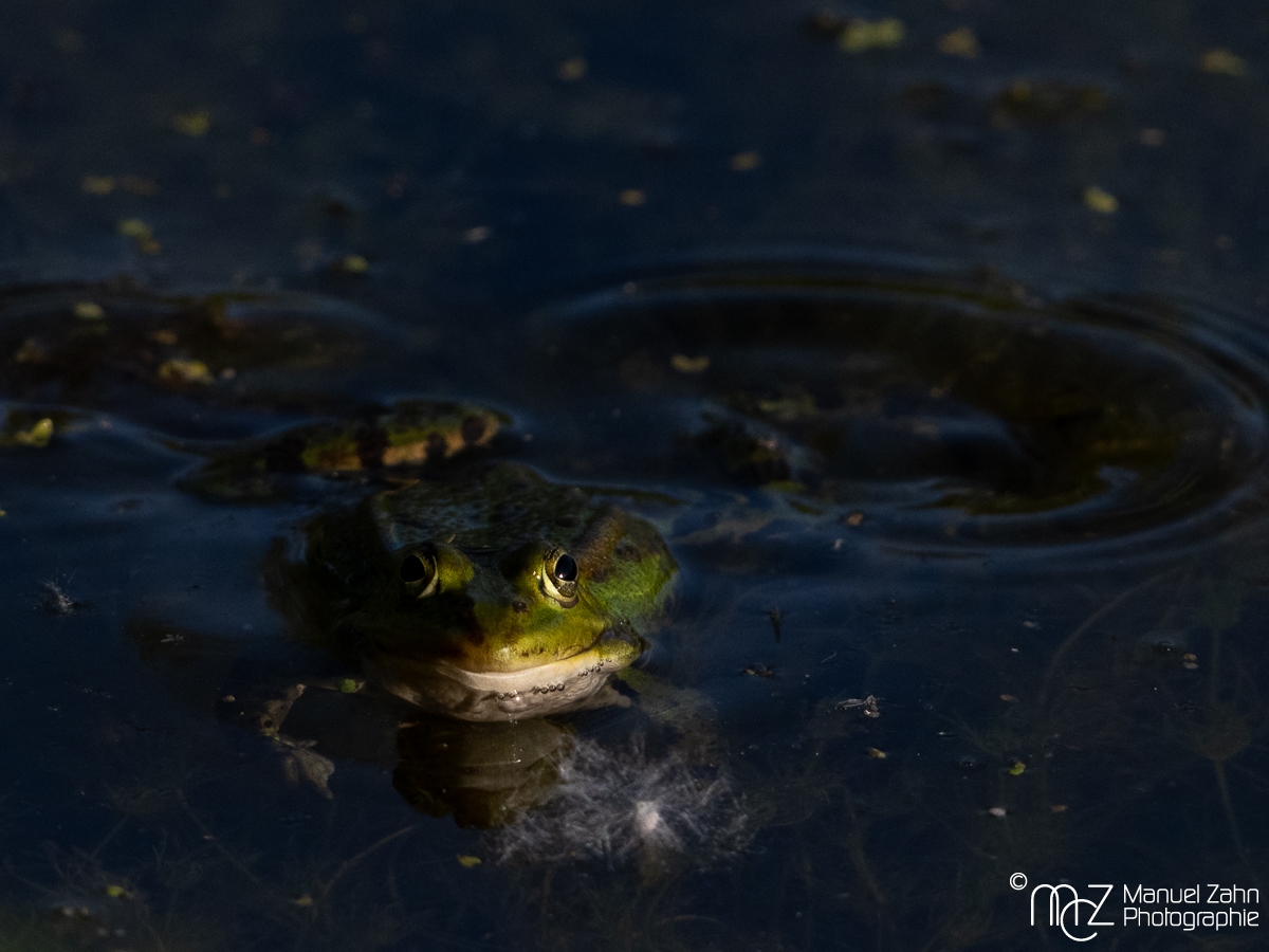 Teichfrosch - Pelophylax kl. esculentus - Edible frog