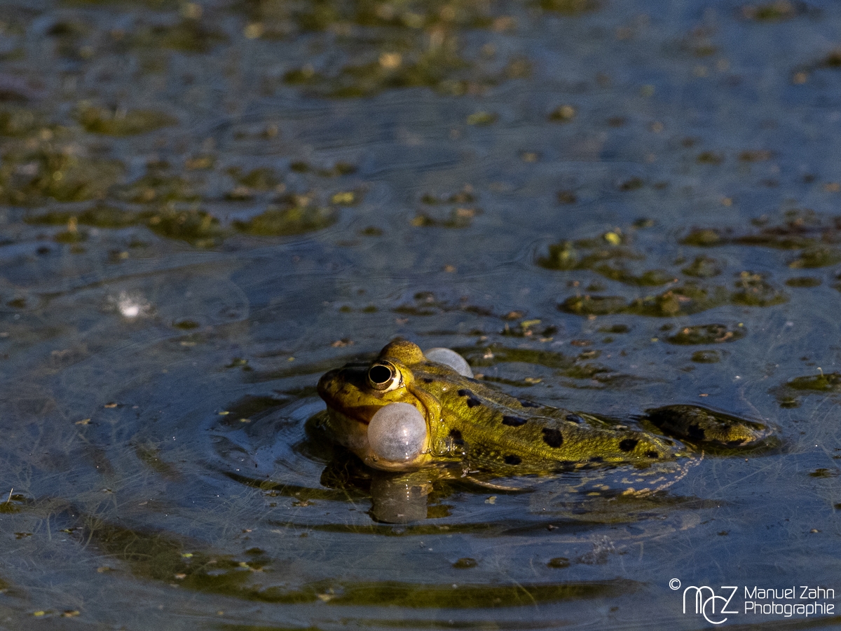 Teichfrosch - Pelophylax kl. esculentus - Edible frog