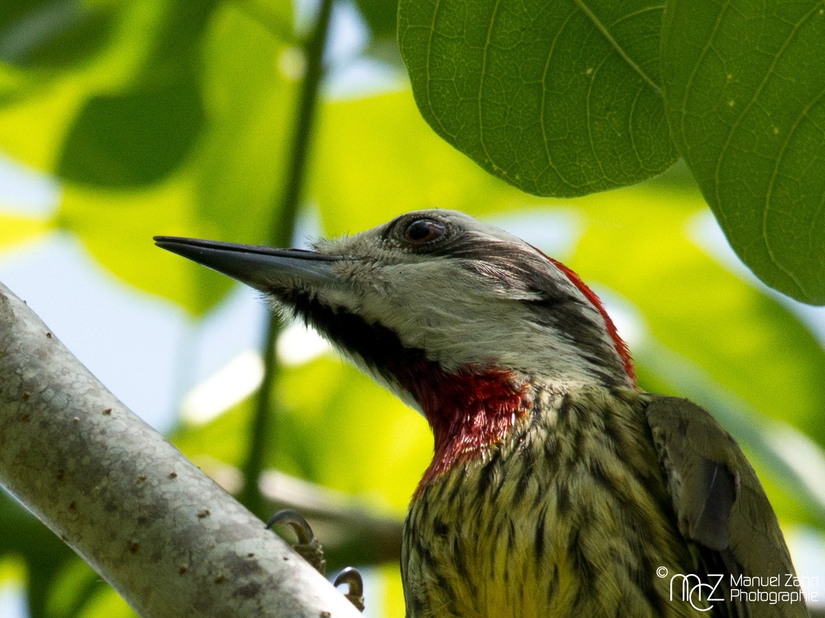 Cuban Green Woodpecker - Xiphidiopicus percussus
