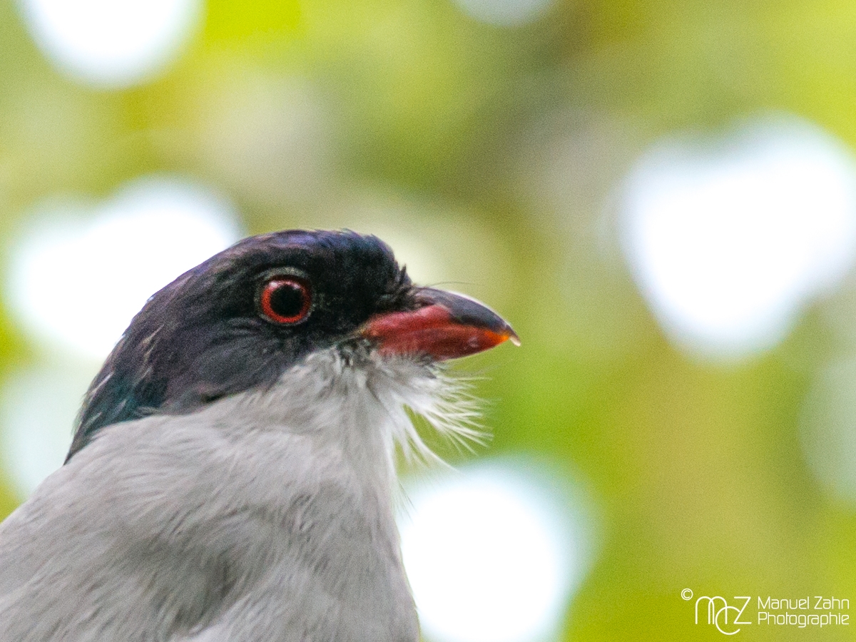 Cuban Trogon - Priotelus temnurus