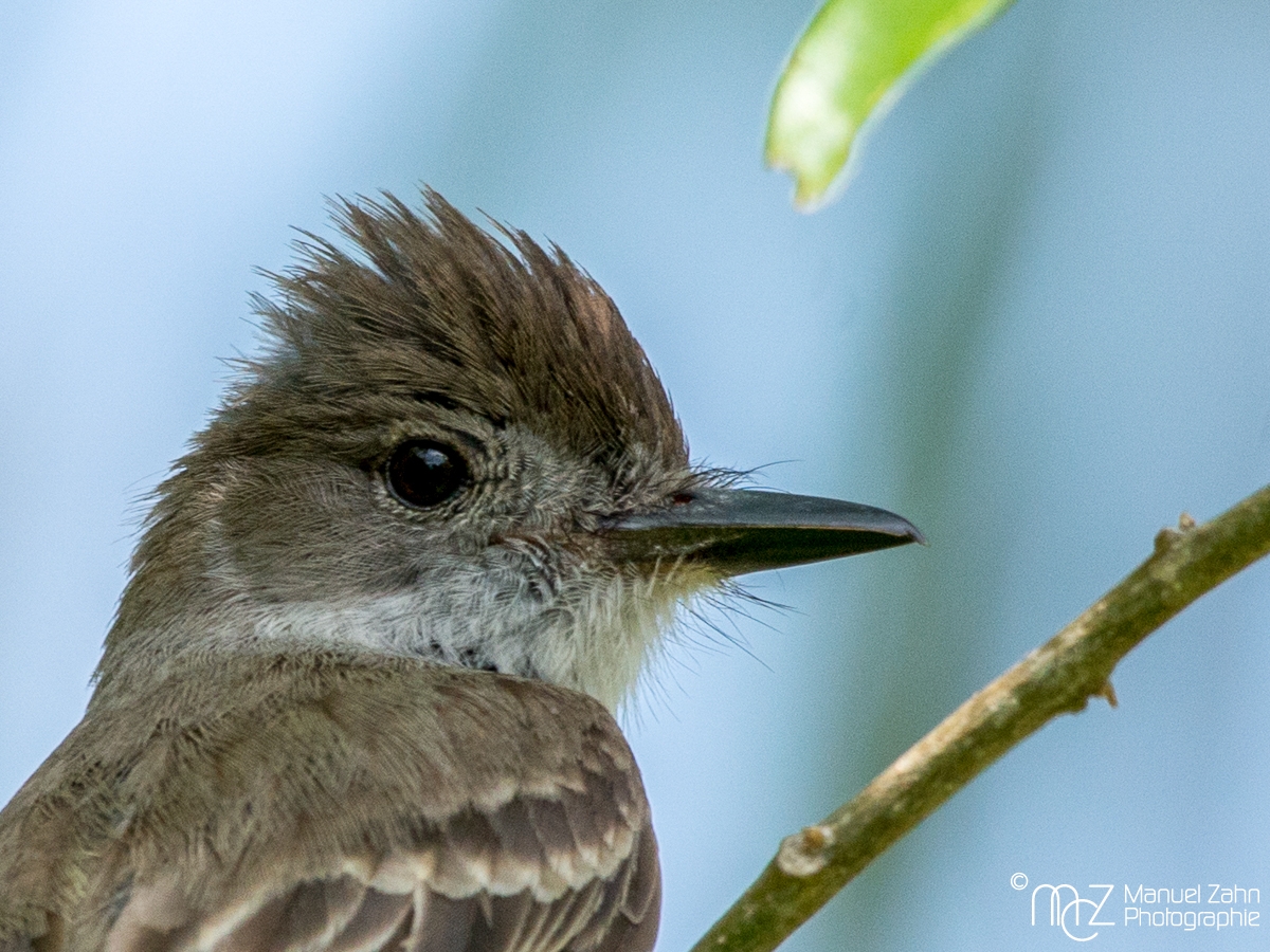Kubaschopftyrann (Myiarchus sagrae) La Sagra's flycatcher