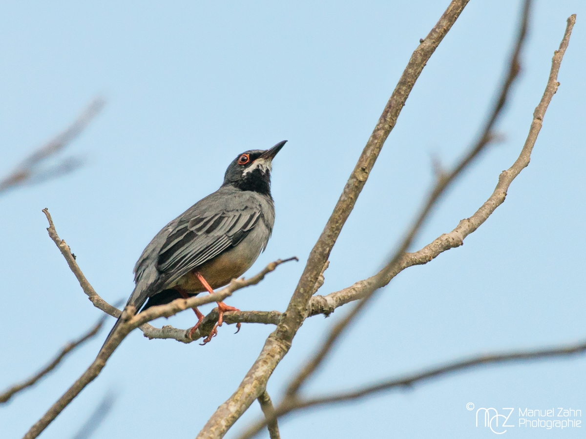 Red-legged Thrush - Turdus plumbeus