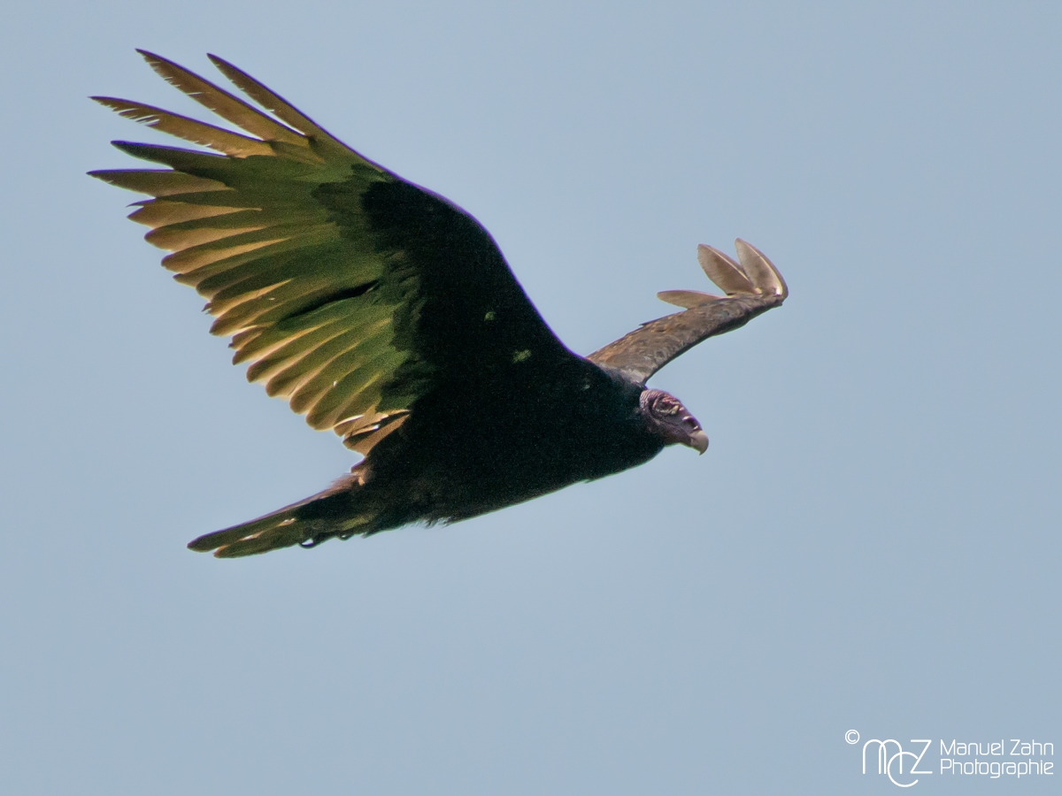 Turkey Vulture - Cathartes aura