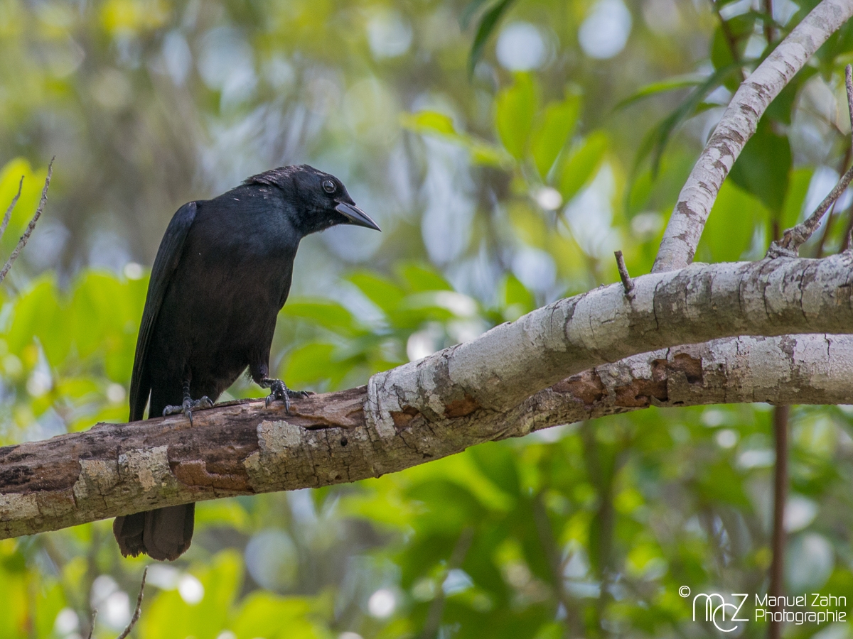 Cuban Blackbird - Ptiloxena atroviolacea