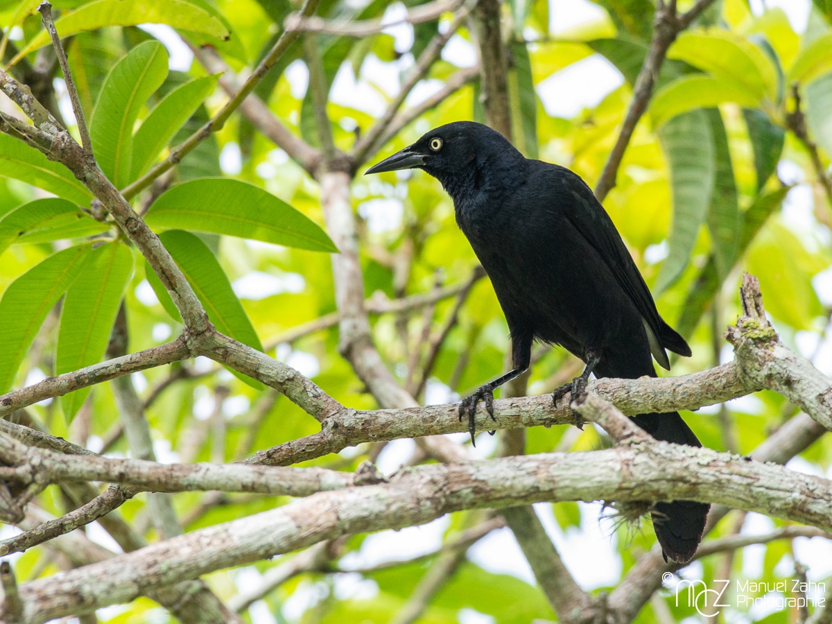 Greater Antillean Grackle - Quiscalus niger