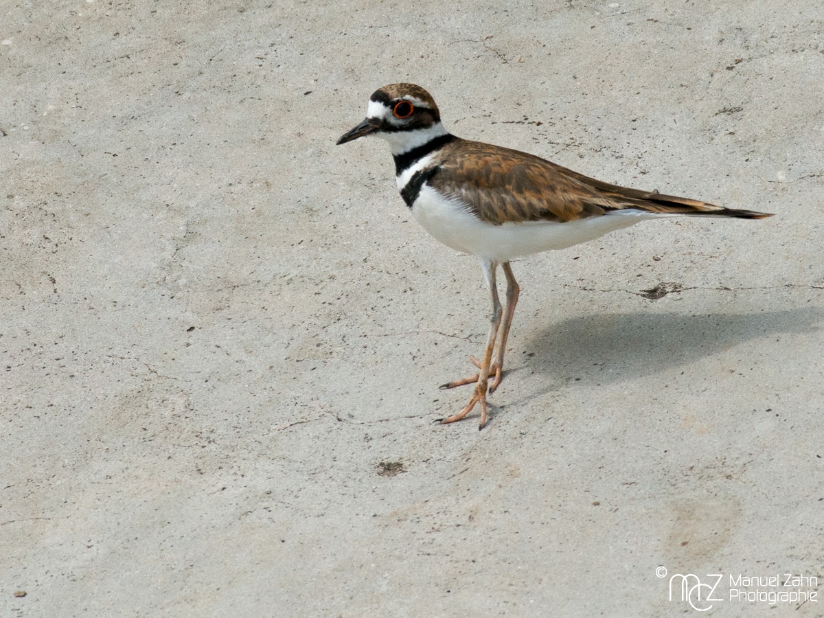 Killdeer - Charadrius vociferus