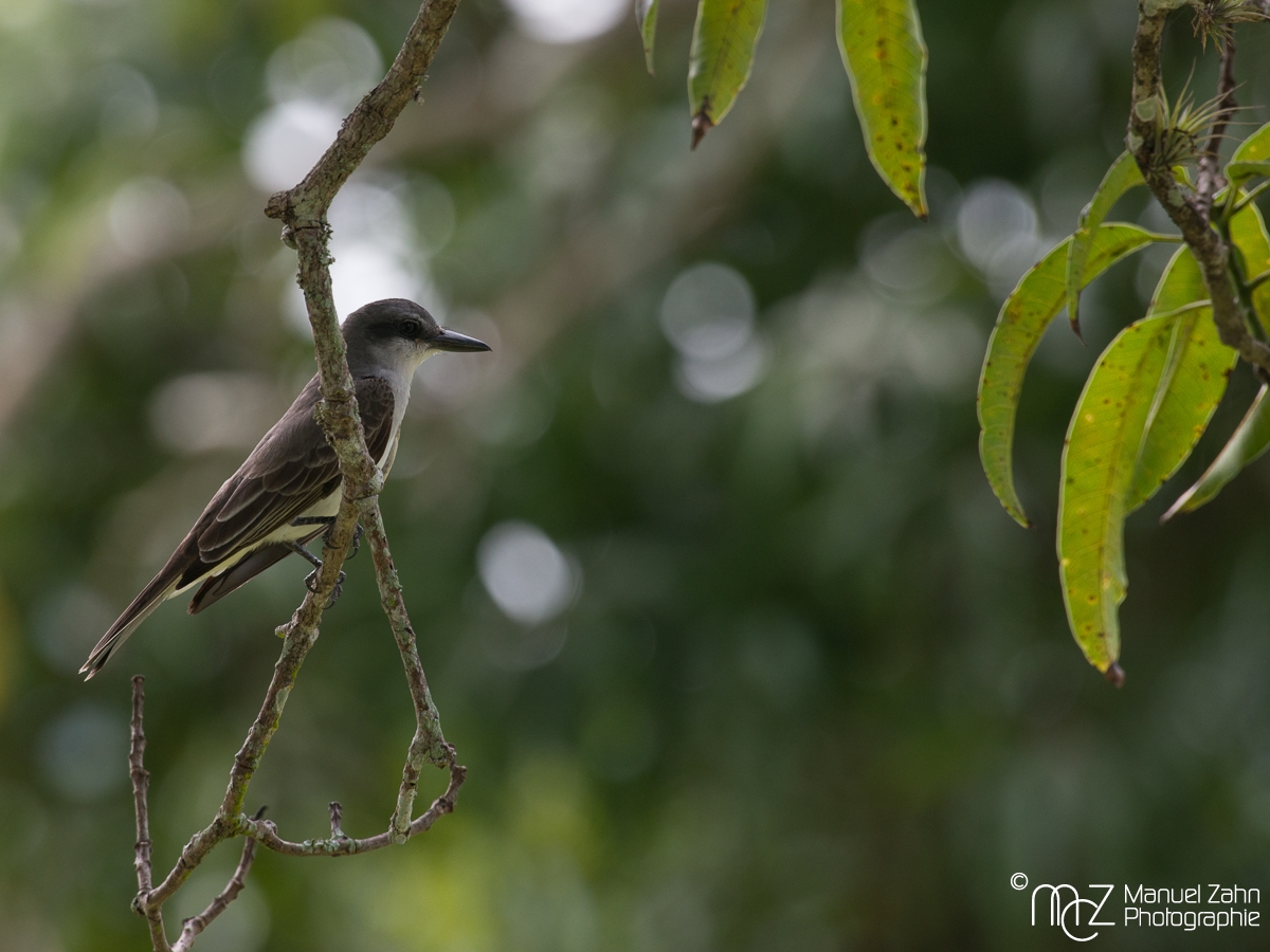 Loggerhead Kingbird - Tyrannus caudifasciatus