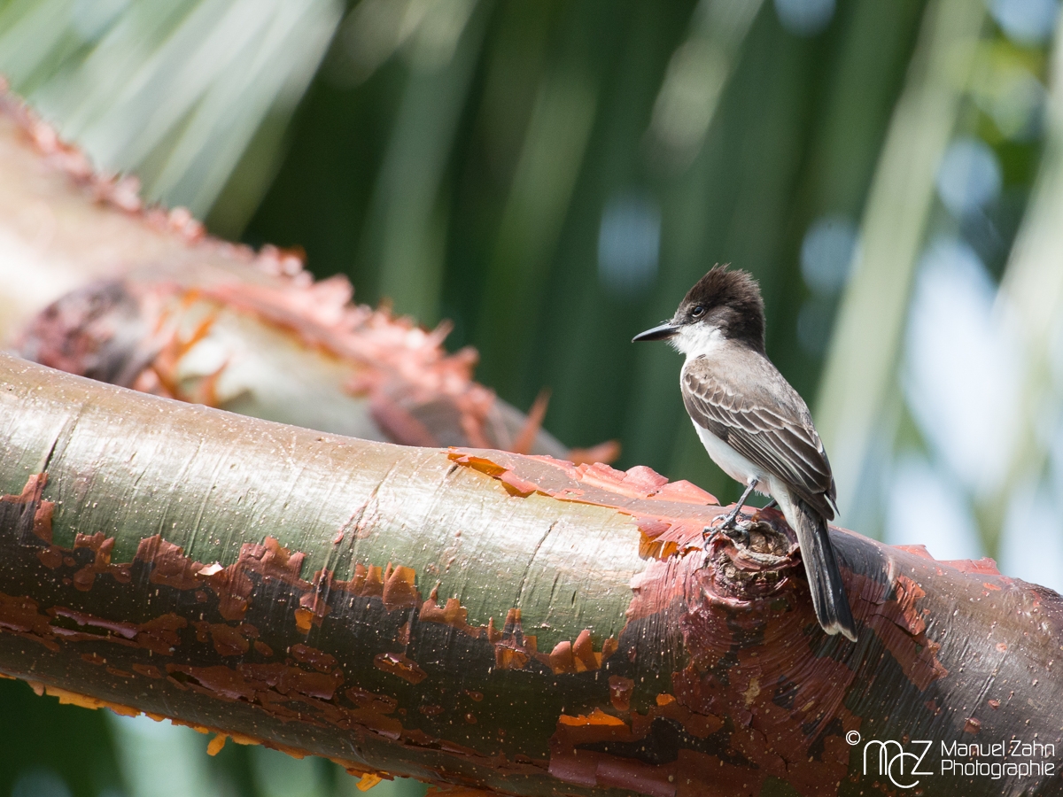 Loggerhead Kingbird - Tyrannus caudifasciatus