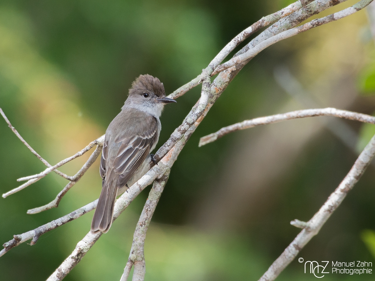 Gray Kingbird - Tyrannus dominicensis
