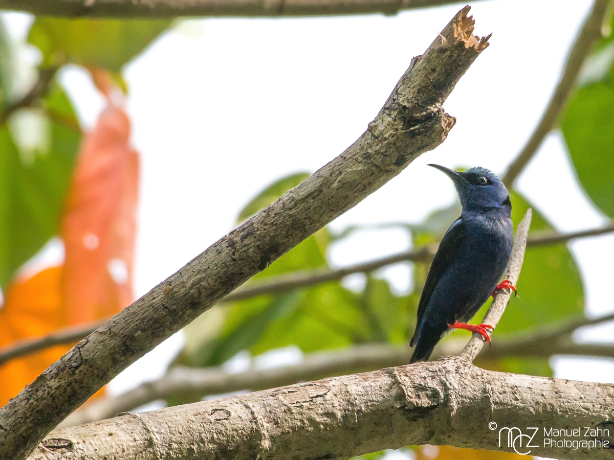 Red-legged Honeycreeper - Cyanerpes cyaneus