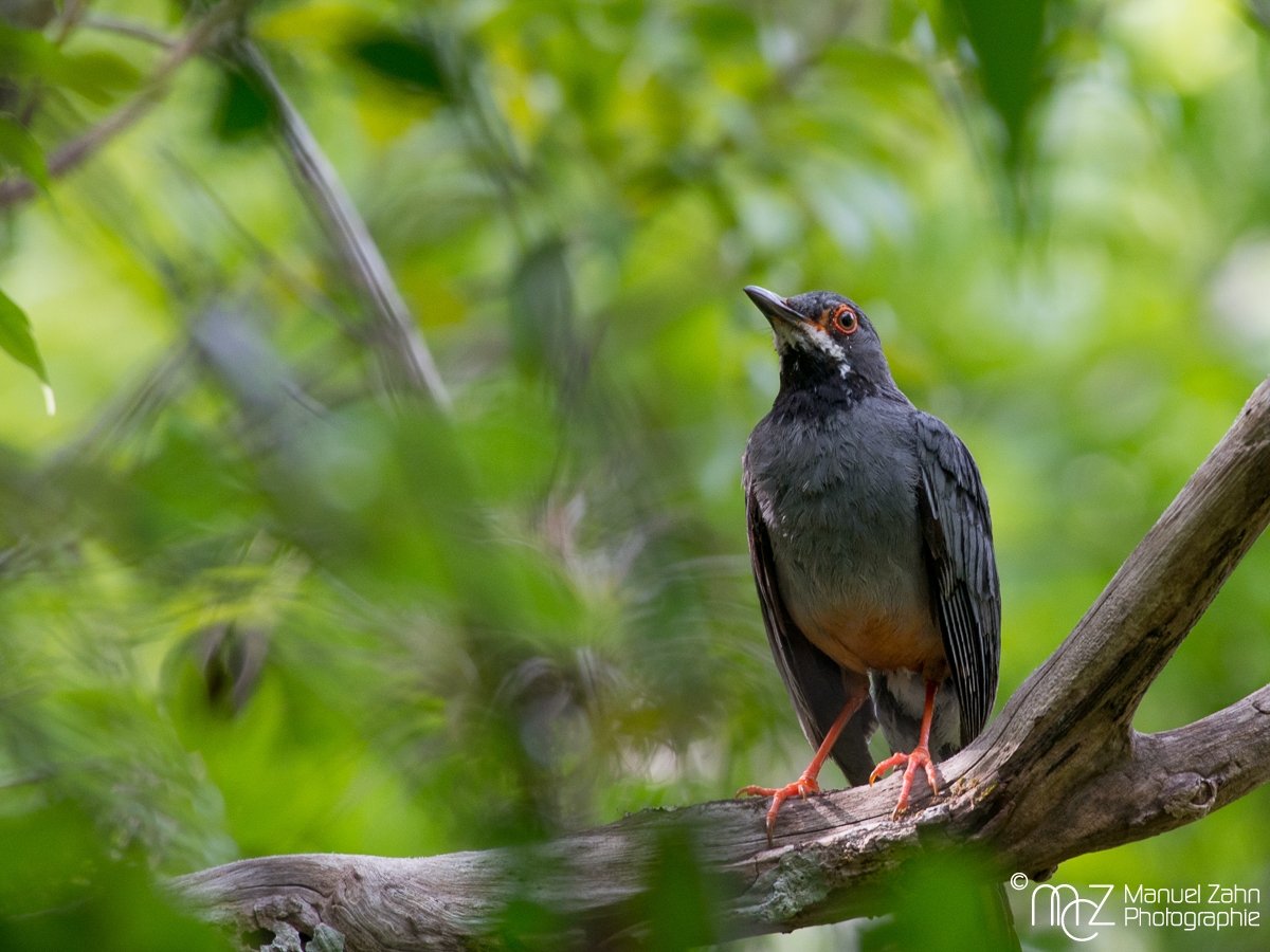 Red-legged Thrush - Turdus plumbeus