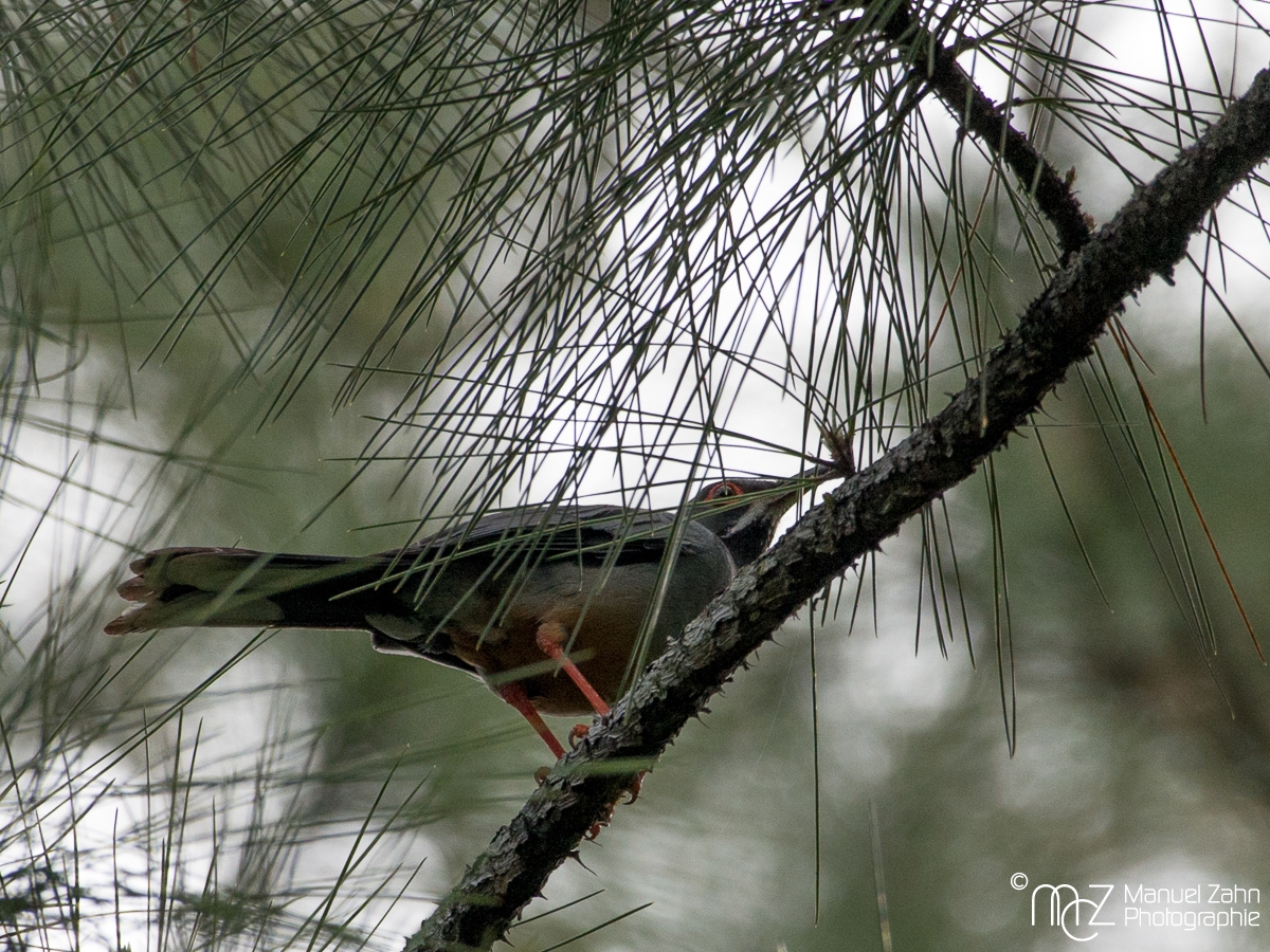Red-legged Thrush - Turdus plumbeus