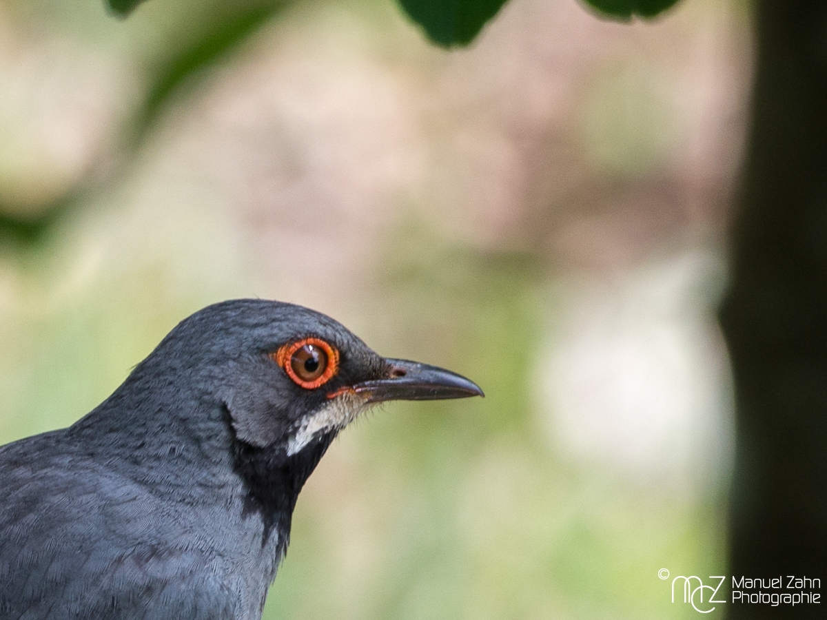 Red-legged Thrush - Turdus plumbeus