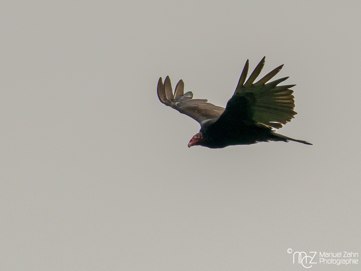 Turkey Vulture - Cathartes aura